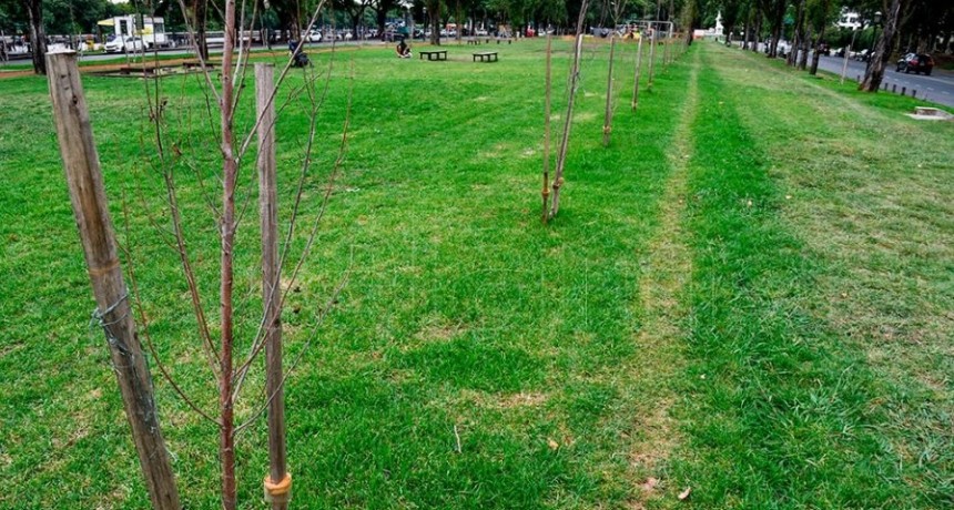  Denunciaron la muerte de casi mil árboles en espacios públicos porteños 