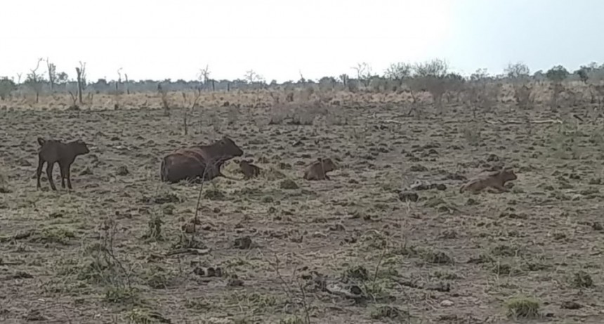  Insfrán decretó la emergencia agropecuaria en Formosa 