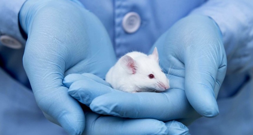 Crearon una médula espinal humana que le devolvió el movimiento a ratones paralizados