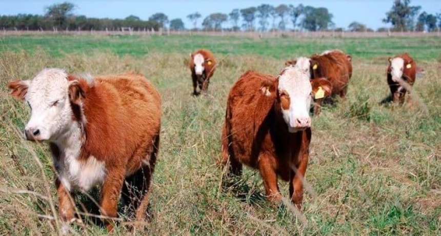 Beneficio para 3.200 productores: Mendoza suma una guía digital para el traslado de animales