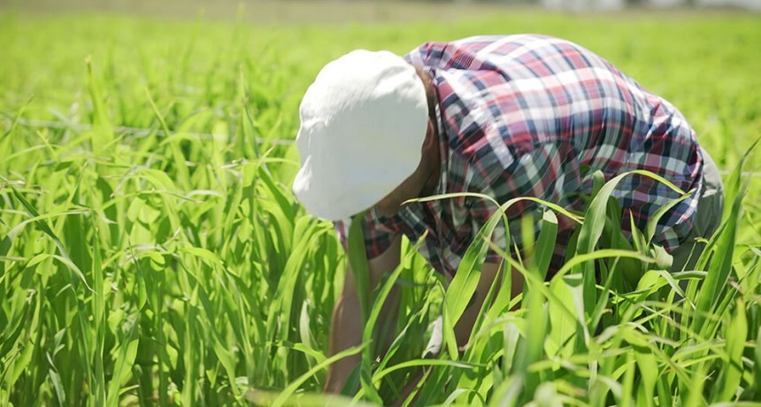 Para sorgo y cultivos hortícolas, en suelos marginales: estudian los beneficios de los “nanofertilizantes”