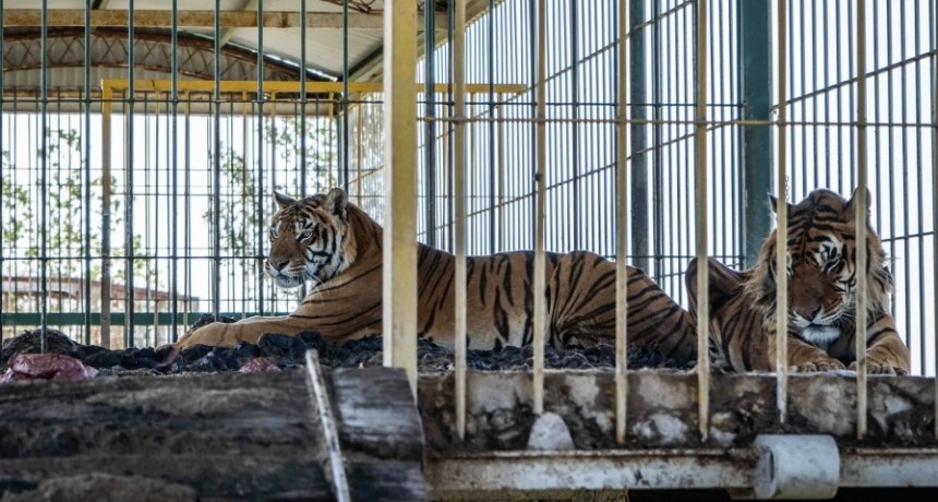 Rescataron a cuatro tigres de bengala abandonados por un circo en San Luis