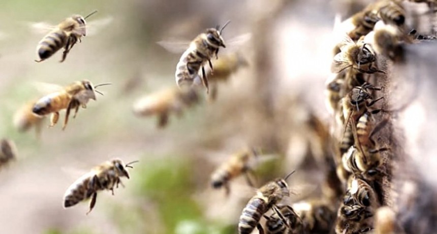 La sequía y los incendios ocasionaron una pérdida superior al 50 % en apicultura