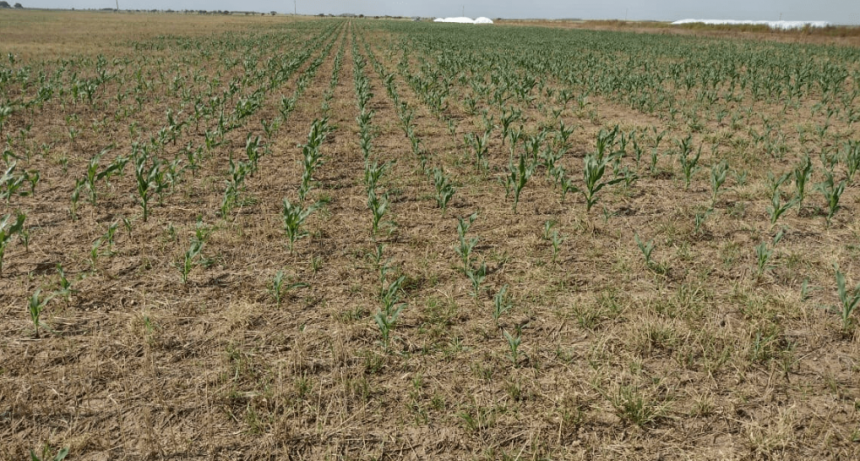 En Córdoba ya se perdieron 660.000 hectáreas: casi 10% del área sembrada