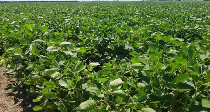 Norte de Santa Fe: la soja y el maíz mostraron una “rápida reacción” ante la llegada de las lluvias