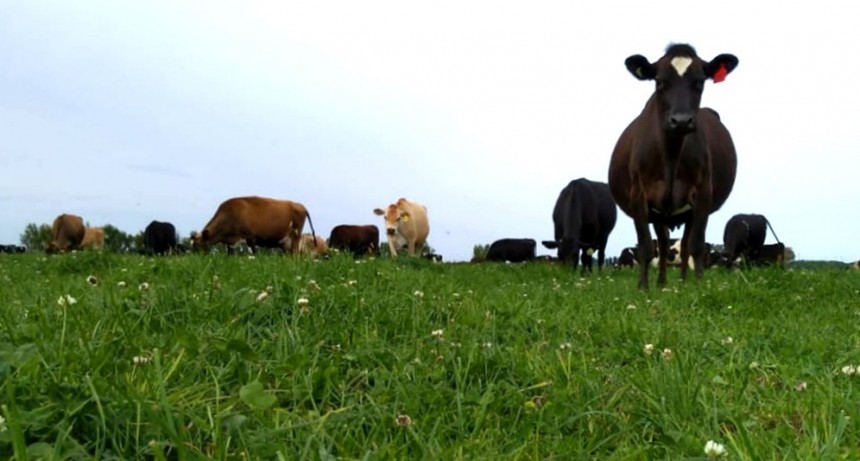 En el mapa forrajero, los mayores problemas se presentan en el norte de las regiones tamberas