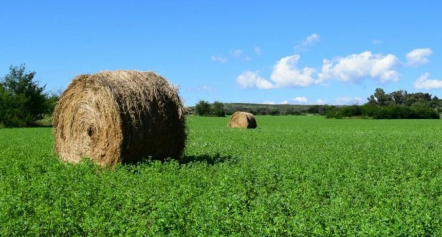 Se viene la 2° edición de la “Expo Alfalfa” en San Luis