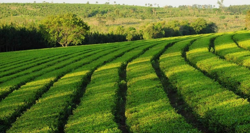 “Con los planes sociales ganan más que nosotros con una hectárea”: el reclamo detrás del ‘Dólar Té’