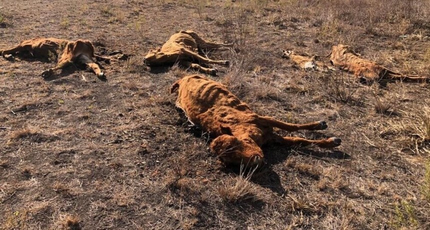 Ya perdió 40 cabezas por la sequía y tendrá solo 15% de preñez: “¿Con qué vamos a producir?”