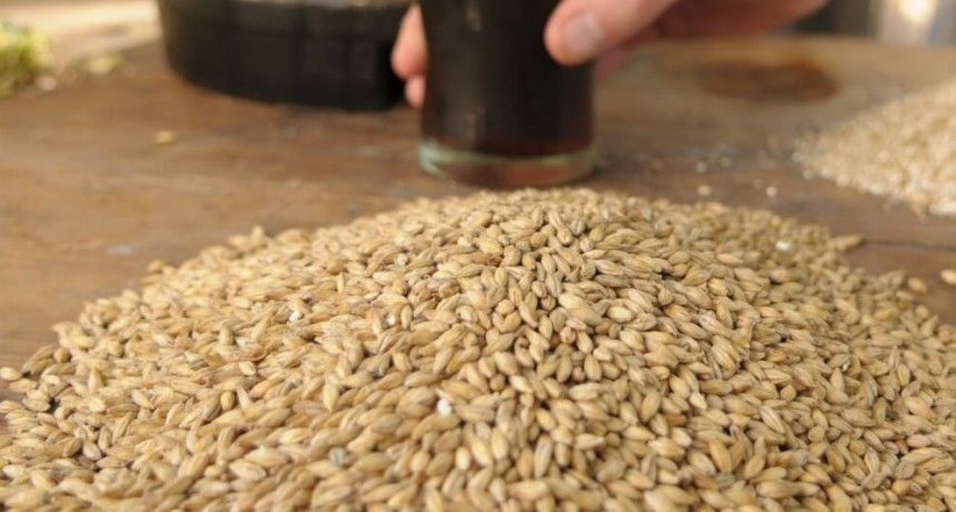 Hizo espuma: en la carrera agroexportadora 2022, la cebada se colgó la medalla de oro