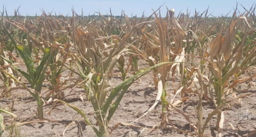 El impacto financiero de la sequía: 7 de cada 10 productores están peor que hace un año