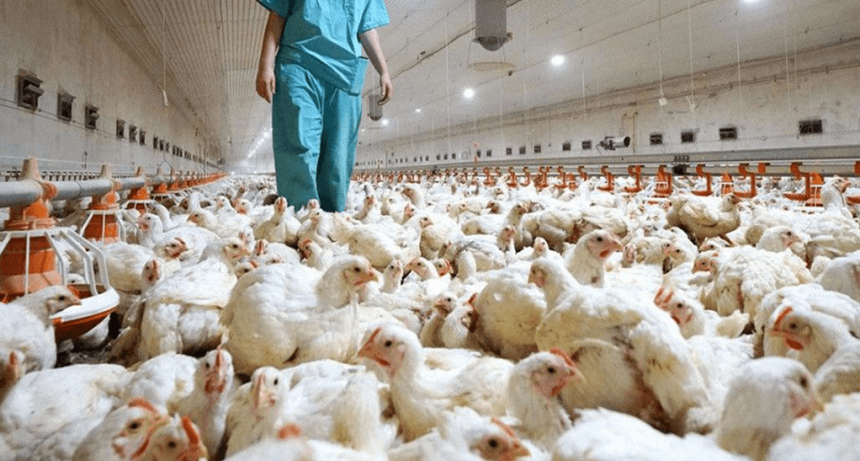 Ante la ola de calor, Senasa teme por la gripe aviar y pidió reforzar medidas de bioseguridad
