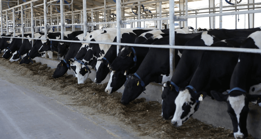 Estiman un aumento en la producción mundial de leche, pero en Argentina habrá una caída