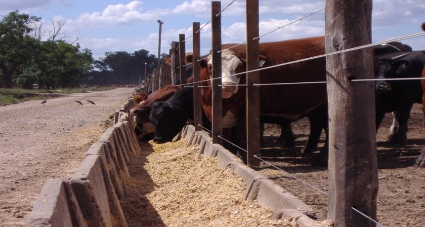 ¿Grano entero o molido? Un especialista ganadero reveló cual es el más eficiente para los bovinos