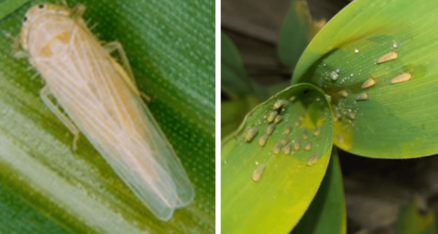 La chicharrita del maíz se expande y ya no es una amenaza solo en el norte: las claves para frenarla