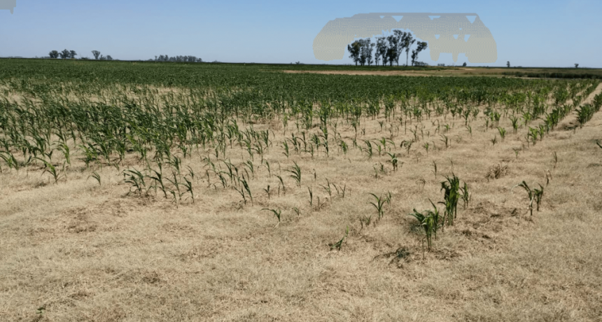Lluvias y tormentas aisladas traen alivio, pero nada frena la ola de calor y se multiplican los daños