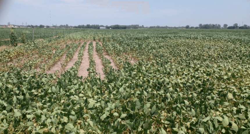 Síntomas irreversibles de estrés: la ola de calor se cobró al menos 100.000 hectáreas de soja