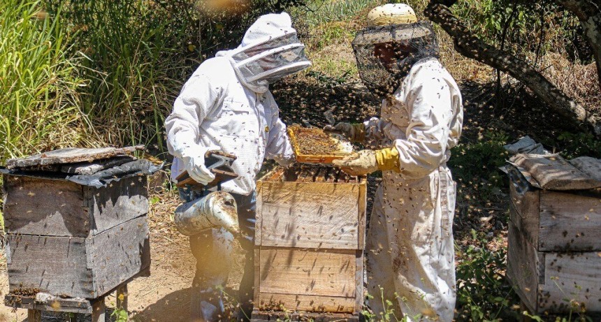  La cosecha de miel avanza con muchos contrastes: también sufrió el impacto de la ola de calor