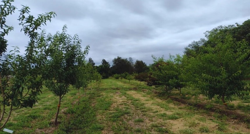 Cambio climático: en Catamarca investigan la respuesta de nueces y almendras a las altas temperaturas