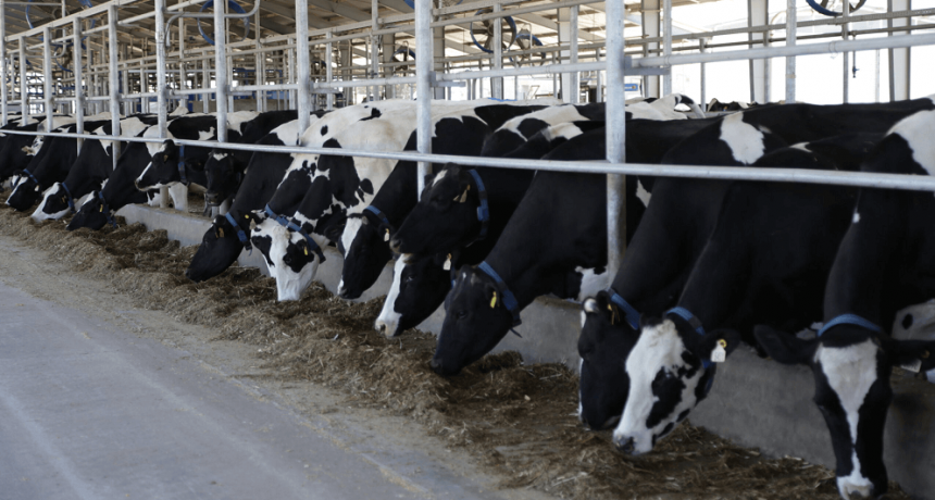 Sorpresa: pese a la crisis de la lechería, estiman que la cantidad de tambos permaneció estable en 2023