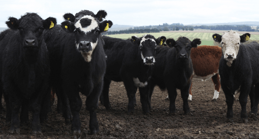 En La Pampa murieron 30 bovinos por carbunclo y el Senasa dispuso medidas sanitarias de urgencia