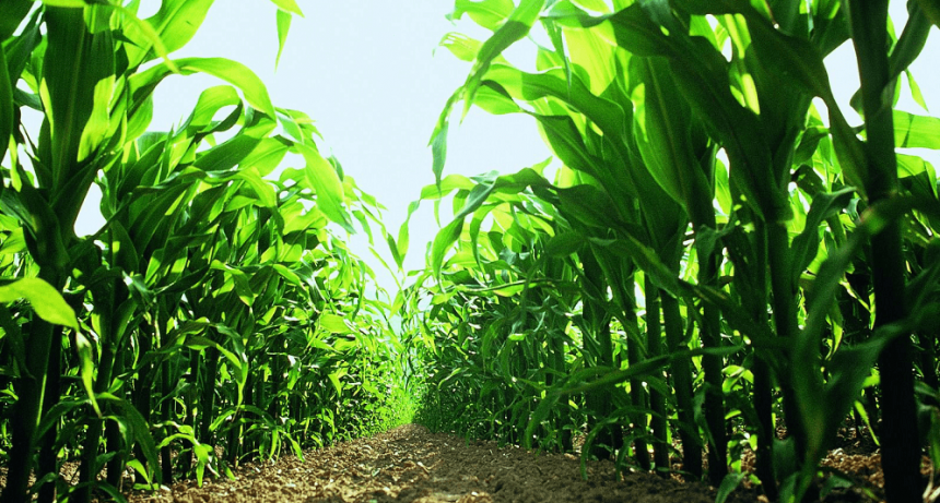 Una ayuda desde Brasil: la “safrinha” le tira un centro al maíz argentino