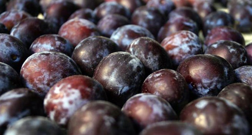 Conflicto en la ciruela: productores denuncian que les están pagando 22% menos de lo acordado