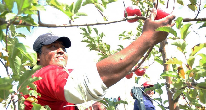 &ldquo;La calidad ser&aacute; mejor&rdquo;: las peras y manzanas est&aacute;n en plena cosecha y quieren revancha