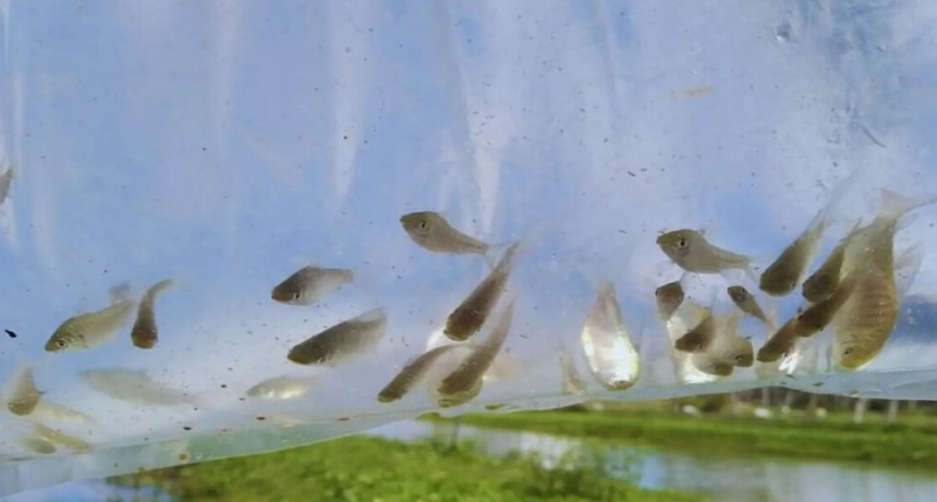 Peces y camarones, otra opción que se investiga contra la invasión de mosquitos