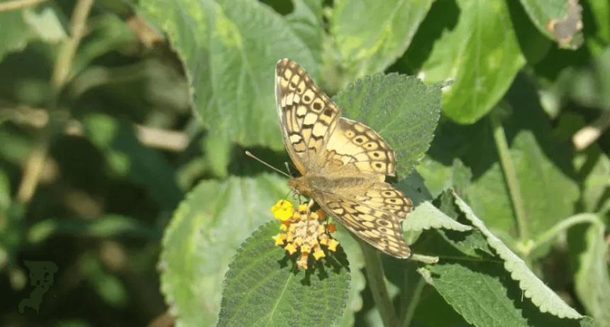 Agricultura y ambiente: avanza un estudio sobre la biodiversidad en campos de la región pampeana