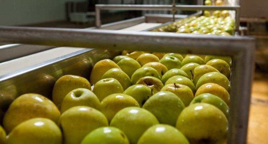 Sanidad: actualizan y unifican normas para el acondicionamiento y empaque de frutas y hortalizas