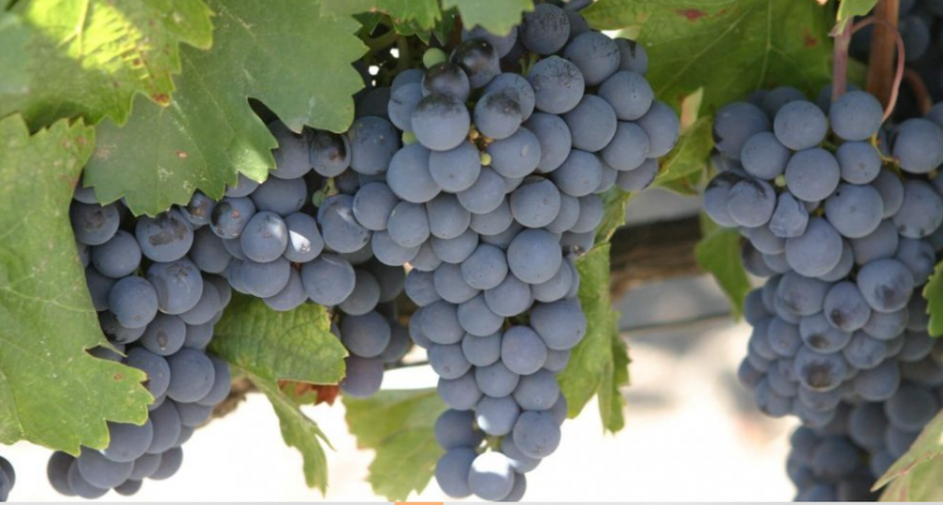 La vendimia 2025, con pron&oacute;stico favorable: la producci&oacute;n de uva aumentar&iacute;a 9%