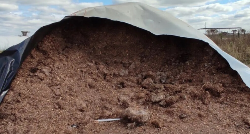 Silaje de maíz: “La confección exitosa depende de una planificación cuidadosa”