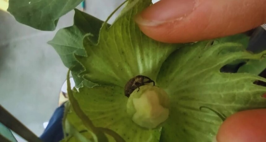 Un desarrollo del INTA “pica” en punta para enfrentar a la mayor plaga del algodón