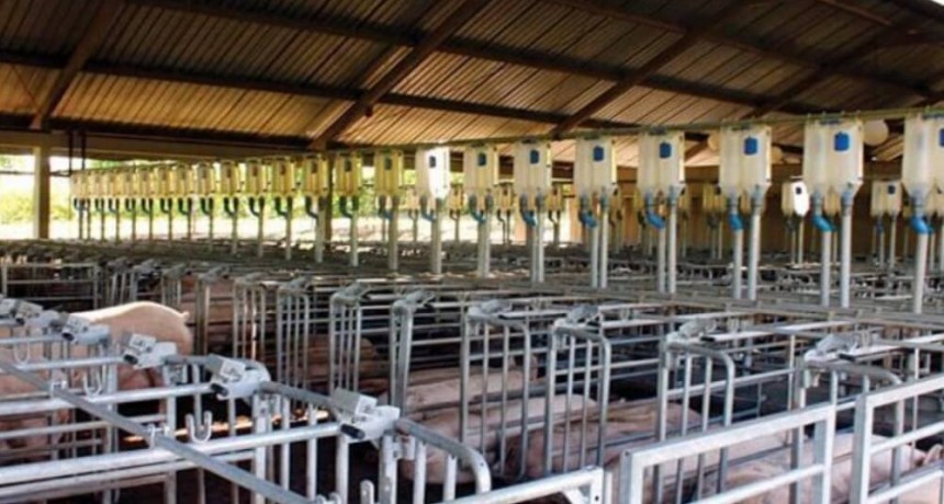 Productores porcinos reclaman al Senasa que active un plan para erradicar una enfermedad endémica