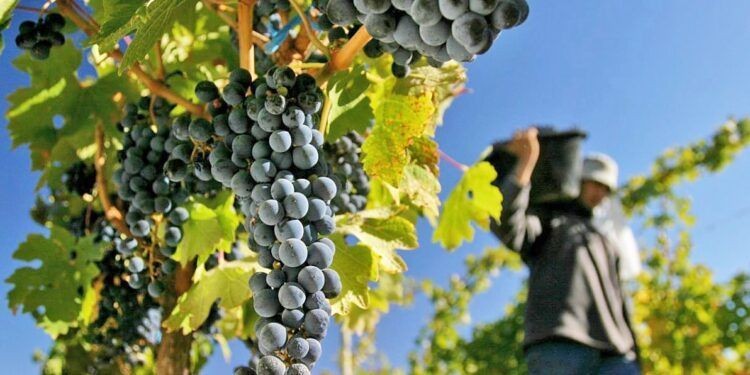Vendimia 2026: estiman caída del 9% en la producción de uvas en Mendoza
