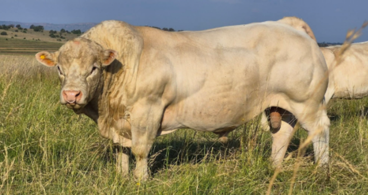 Un toro argentino volvió a lo más alto y se consagró como el mejor del planeta