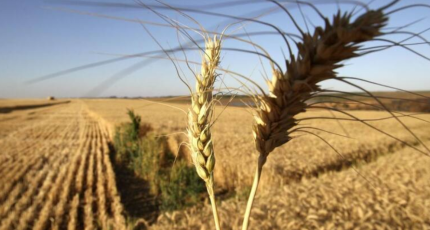 El trigo, protagonista clave: la supercosecha aportó divisas y alivió el arranque del año