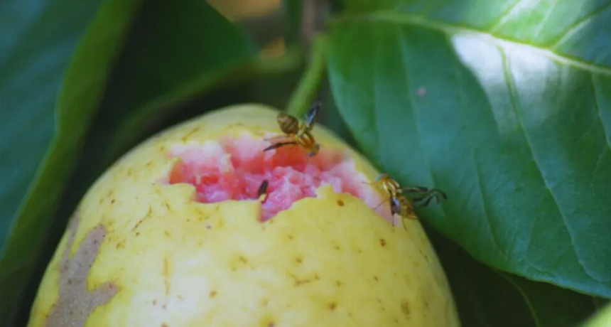 El Senasa moderniza el control de una plaga clave y redefine reglas para el sector frutícola