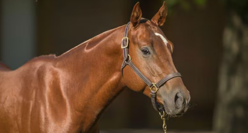 Entre caballos de elite y granos premium, un campo cordobés apuesta a la regeneración como negocio