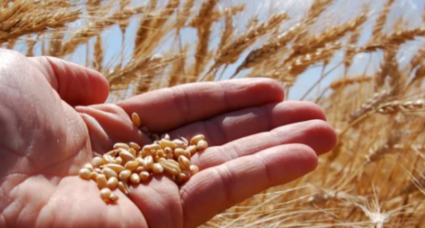 El trigo sorprende otra vez: tras el cierre de campaña, suman hectáreas y crece la cosecha nacional