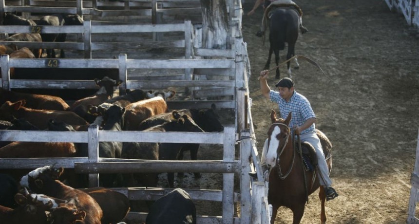 El Gobierno pidió que “se aplaquen” los precios de la hacienda en el Mercado de Liniers