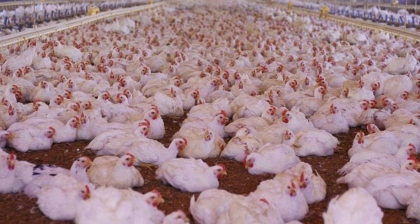 Aseguran que está garantizada la oferta de carne aviar para abastecer la demanda