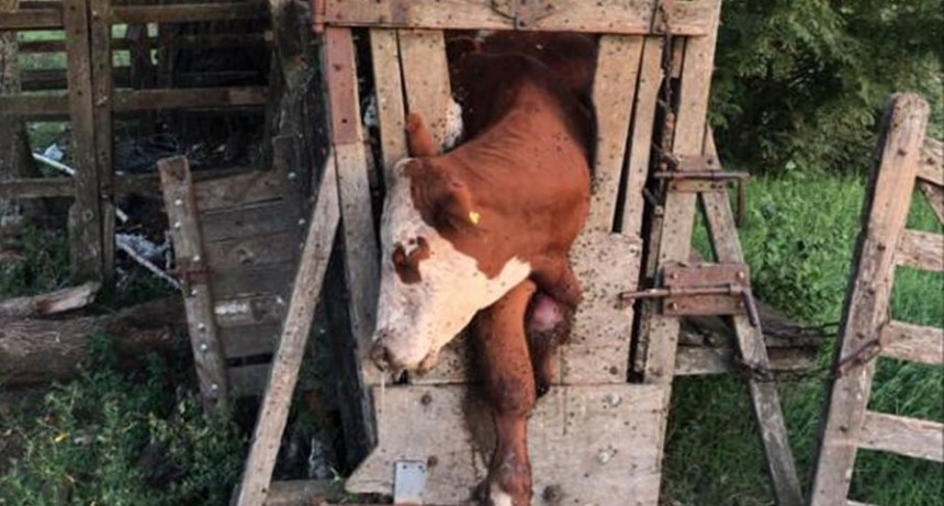 En plena cuarentena, entraron a un campo para robar y 13 animales terminaron aplastados