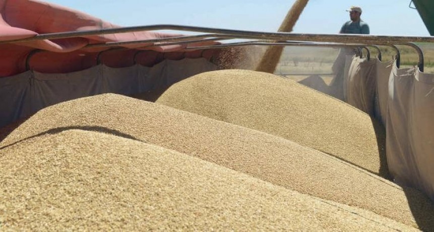 Soja: el sistema de control de semillas “Bolsatech” seguirá, sin plazo de finalización