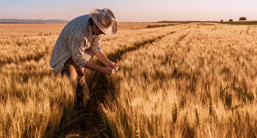 Imparable: el trigo cotiza en Chicago con su mejor precio de la historia