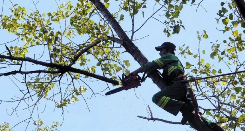  Vecinos intentarán impedir la tala de árboles con un abrazo simbólico en el Bajo porteño 