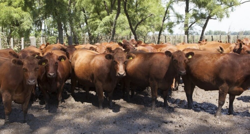 Buenos Aires: detectan un foco de garrapata de animales llegado de Corrientes