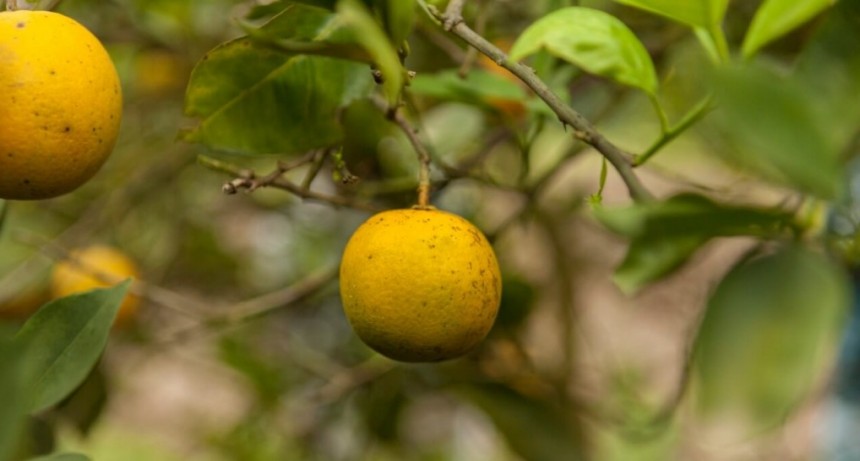 Entre Ríos invertirá $ 43 millones para combatir “la enfermedad más destructiva de los cítricos”