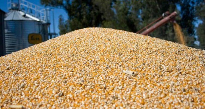 Mercado del maíz: Brasil y Argentina juegan su partido, en medio de una feroz competencia